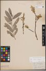 Foto von Salix caprea L. x Salix eleagnos Scop.